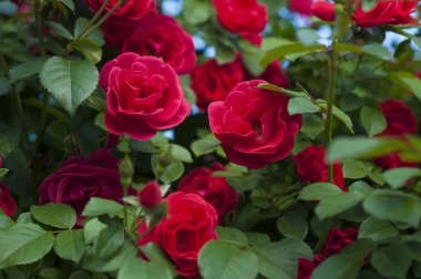 Yeşil çalıların üzerinde tomurcukları olan kırmızı güller. Kırmızı güllerin çalıları yazın açıyor..