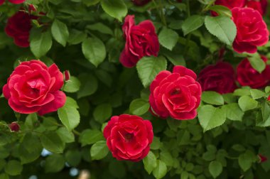 Yeşil çalıların üzerinde tomurcukları olan kırmızı güller. Kırmızı güllerin çalıları yazın açıyor..