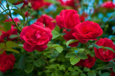 Yeşil çalıların üzerinde tomurcukları olan kırmızı güller. Kırmızı güllerin çalıları yazın açıyor..