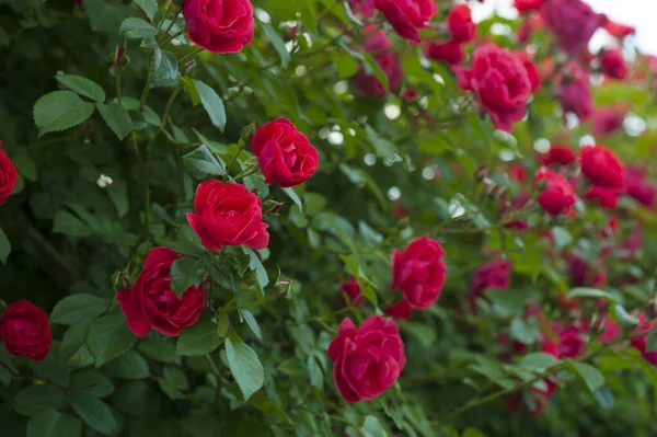 Rosas Vermelhas Com Botões Contexto Arbusto Verde Bush Rosas Vermelhas — Fotografia de Stock