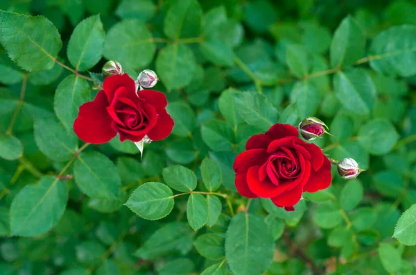 Röda Rosor Med Knoppar Bakgrunden Grön Buske Bush Röda Rosor — Stockfoto