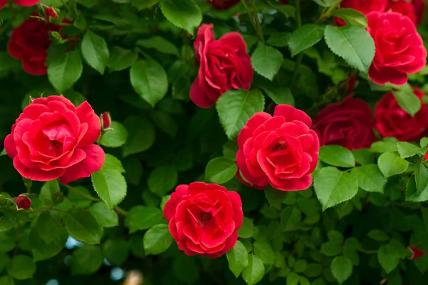红色的玫瑰 芽在绿色的灌木的背景上 夏天红玫瑰丛中盛开 — 图库照片