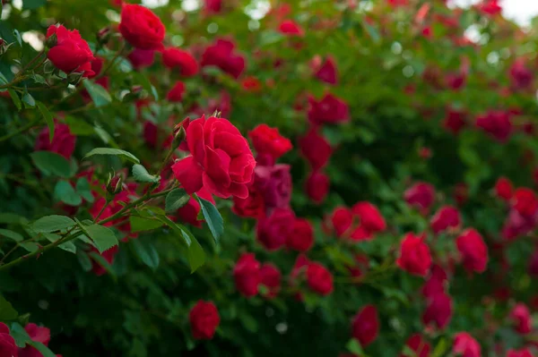 Rosas Vermelhas Com Botões Contexto Arbusto Verde Bush Rosas Vermelhas — Fotografia de Stock