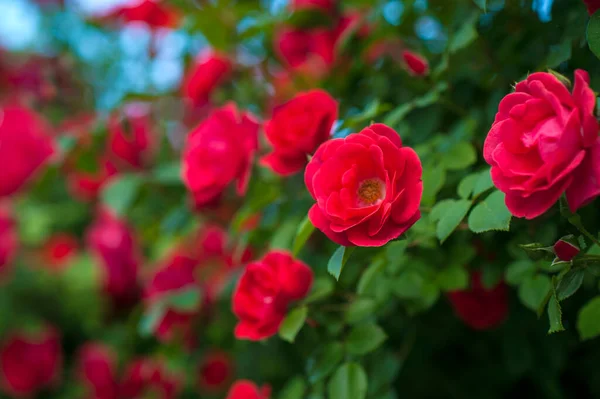 緑の茂みの背景に芽を持つ赤いバラ 夏には赤いバラのブッシュが咲いています — ストック写真