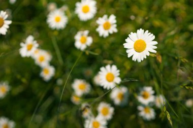 Yazın çayırda papatyalar. Güneşli havada bir sürü papatya. Eczane papatya çayı yakın plan..