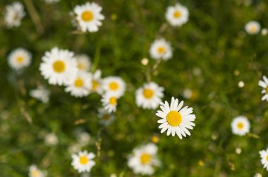 Yazın çayırda papatyalar. Güneşli havada bir sürü papatya. Eczane papatya çayı yakın plan..