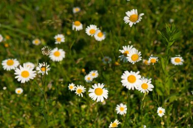 Yazın çayırda papatyalar. Güneşli havada bir sürü papatya. Eczane papatya çayı yakın plan..
