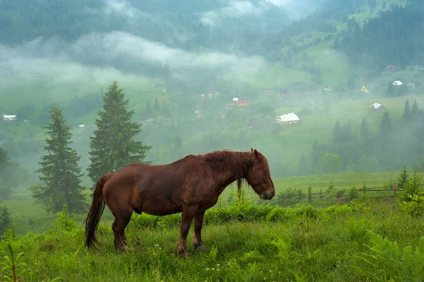 Ukrayna Daki Bir Karpat Dağ Vadisinde Otluyor Kahverengi Sisli Bir — Stok fotoğraf