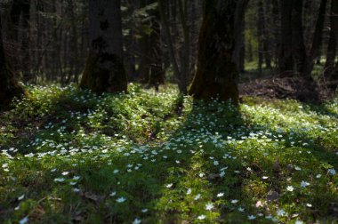 Güneşli bir günde ormanda Anemone nemorosa çiçeği. Ağaç şakayığı, yel çiçeği, yüksük otu.