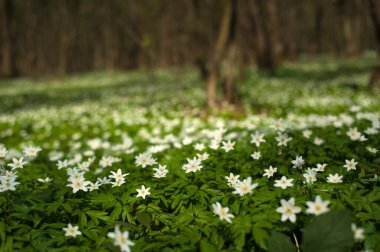 Güneşli bir günde ormanda Anemone nemorosa çiçeği. Ağaç şakayığı, yel çiçeği, yüksük otu.
