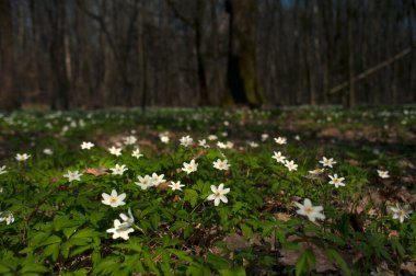 Güneşli bir günde ormanda Anemone nemorosa çiçeği. Ağaç şakayığı, yel çiçeği, yüksük otu.