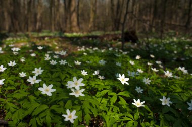 Güneşli bir günde ormanda Anemone nemorosa çiçeği. Ağaç şakayığı, yel çiçeği, yüksük otu.