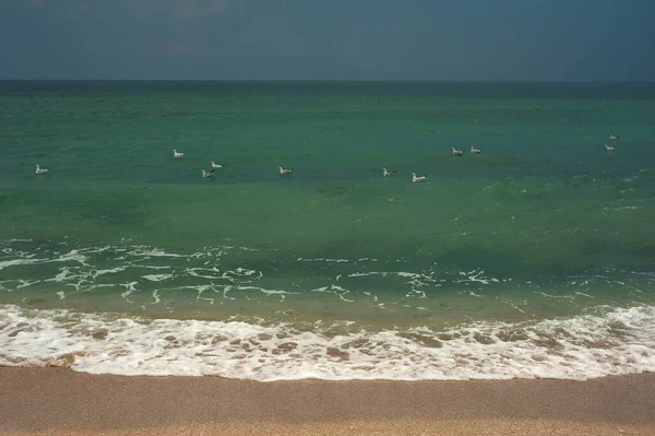 Altın kumlu zümrüt yeşili deniz. Kumsal bölgesi. Güneşli bir havada tropikal bir sahil ve yeşil bir denizin doğal manzarası..