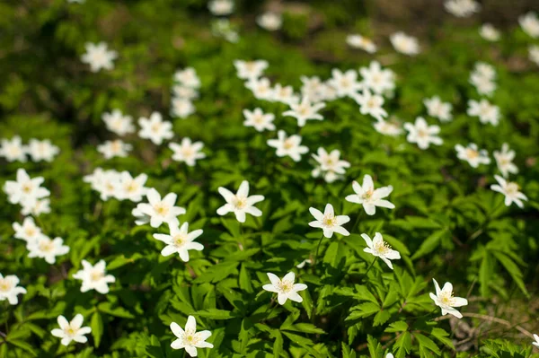 Güneşli bir günde ormanda Anemone nemorosa çiçeği. Ağaç şakayığı, yel çiçeği, yüksük otu.