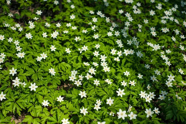 Güneşli bir günde ormanda Anemone nemorosa çiçeği. Ağaç şakayığı, yel çiçeği, yüksük otu.