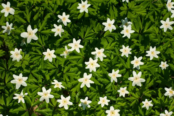 Güneşli bir günde ormanda Anemone nemorosa çiçeği. Ağaç şakayığı, yel çiçeği, yüksük otu.
