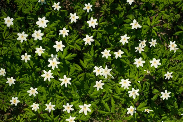 Güneşli bir günde ormanda Anemone nemorosa çiçeği. Ağaç şakayığı, yel çiçeği, yüksük otu.
