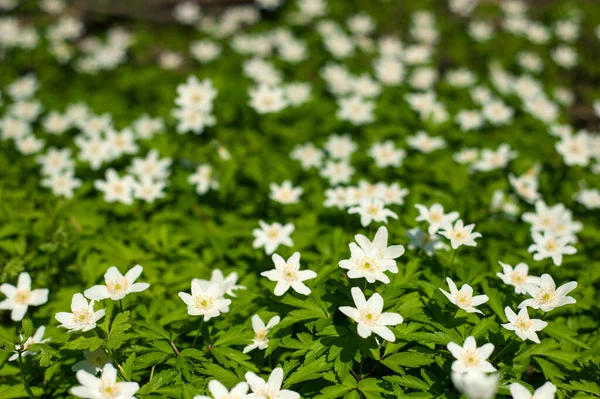 Güneşli bir günde ormanda Anemone nemorosa çiçeği. Ağaç şakayığı, yel çiçeği, yüksük otu.