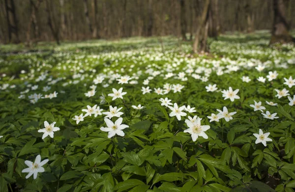 Güneşli bir günde ormanda Anemone nemorosa çiçeği. Ağaç şakayığı, yel çiçeği, yüksük otu.