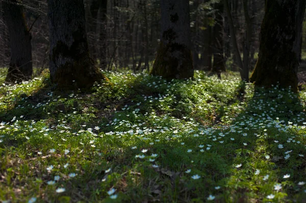 Anemone Nemorosa Kwiat Lesie Słoneczny Dzień Ukwiad Drzewny Wiosenny Naparstnica — Zdjęcie stockowe
