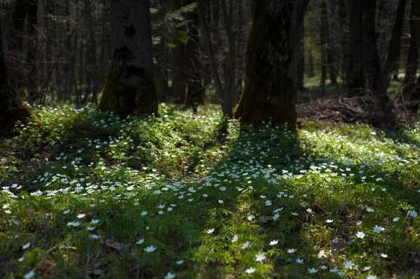 Güneşli bir günde ormanda Anemone nemorosa çiçeği. Ağaç şakayığı, yel çiçeği, yüksük otu.