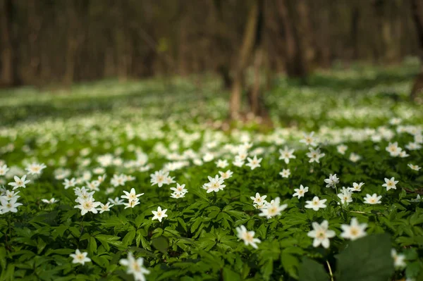 Güneşli bir günde ormanda Anemone nemorosa çiçeği. Ağaç şakayığı, yel çiçeği, yüksük otu.