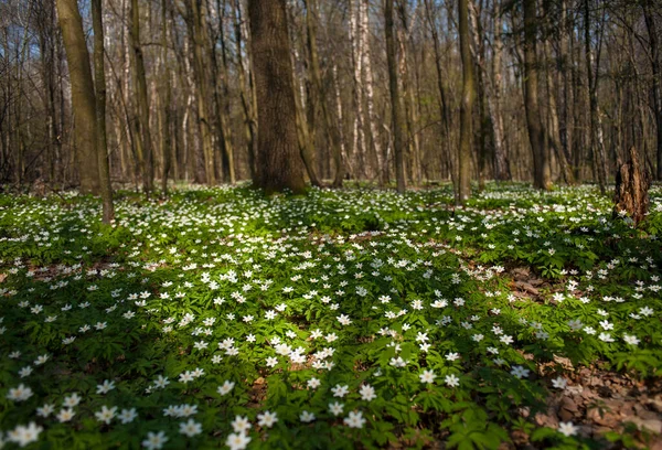 Güneşli bir günde ormanda Anemone nemorosa çiçeği. Ağaç şakayığı, yel çiçeği, yüksük otu.