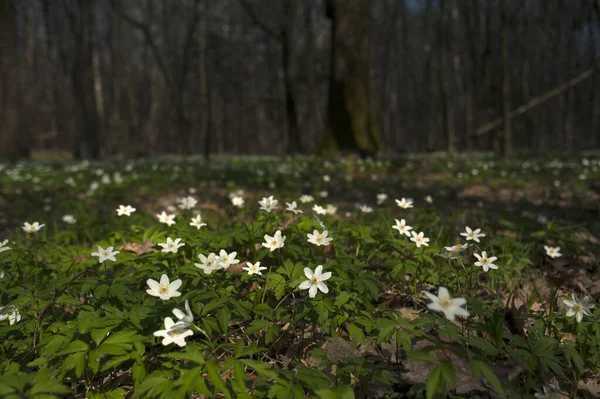 Güneşli bir günde ormanda Anemone nemorosa çiçeği. Ağaç şakayığı, yel çiçeği, yüksük otu.