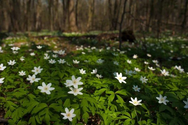Güneşli bir günde ormanda Anemone nemorosa çiçeği. Ağaç şakayığı, yel çiçeği, yüksük otu.