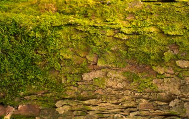 Kabartmalı köknar kabuğu dokusu. Yeşil yosunlu köknar ağacı dokusunun fotoğrafı.