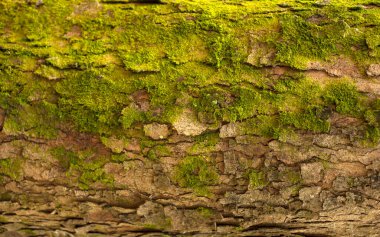 Kabartmalı köknar kabuğu dokusu. Yeşil yosunlu köknar ağacı dokusunun fotoğrafı.