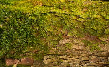 Kabartmalı köknar kabuğu dokusu. Yeşil yosunlu köknar ağacı dokusunun fotoğrafı.