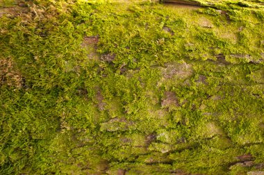 Kabartmalı köknar kabuğu dokusu. Yeşil yosunlu köknar ağacı dokusunun fotoğrafı.