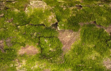 Kabartmalı köknar kabuğu dokusu. Yeşil yosunlu köknar ağacı dokusunun fotoğrafı.