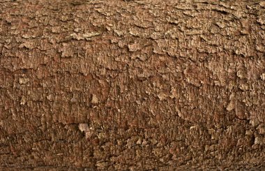 Kabartmalı köknar kabuğu dokusu. Yeşil yosunlu köknar ağacı dokusunun fotoğrafı.