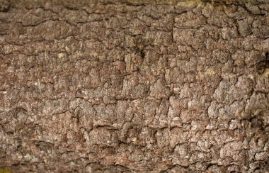 Kabartmalı köknar kabuğu dokusu. Yeşil yosunlu köknar ağacı dokusunun fotoğrafı.