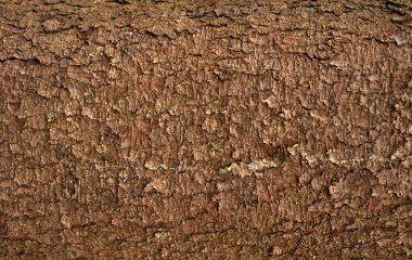 Kabartmalı köknar kabuğu dokusu. Yeşil yosunlu köknar ağacı dokusunun fotoğrafı.