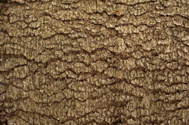 Kabartmalı köknar kabuğu dokusu. Yeşil yosunlu köknar ağacı dokusunun fotoğrafı.