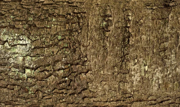 Embossed Texture Bark Fir Photo Fir Tree Texture Green Moss — Stock fotografie