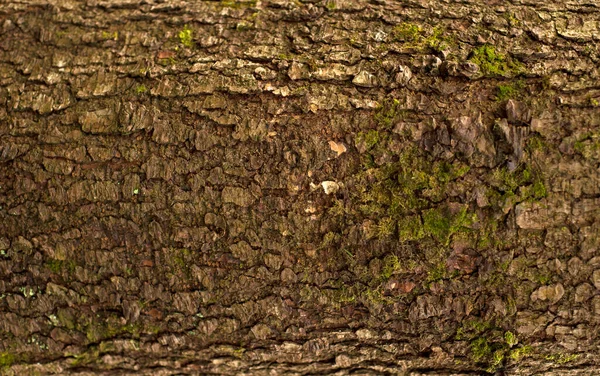 Embossed Texture Bark Fir Photo Fir Tree Texture Green Moss — Foto Stock