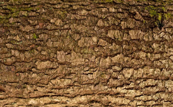 Geprägte Textur Der Tannenrinde Foto Der Tannenstruktur Mit Grünem Moos — Stockfoto