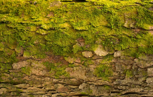 Kabartmalı köknar kabuğu dokusu. Yeşil yosunlu köknar ağacı dokusunun fotoğrafı.