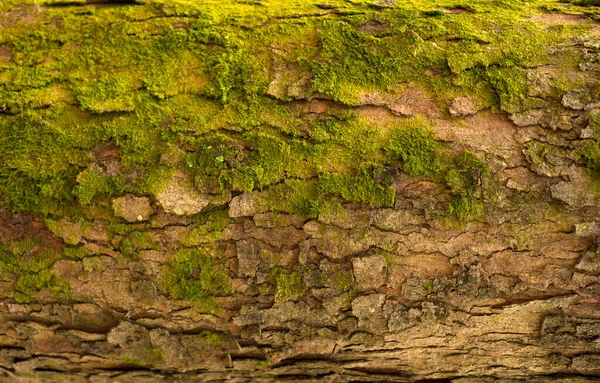Embossed Texture Bark Fir Photo Fir Tree Texture Green Moss — Stockfoto