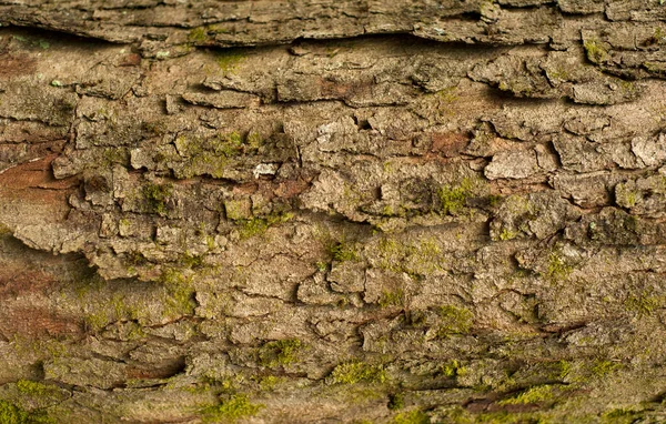 Kabartmalı Köknar Kabuğu Dokusu Yeşil Yosunlu Köknar Ağacı Dokusunun Fotoğrafı — Stok fotoğraf