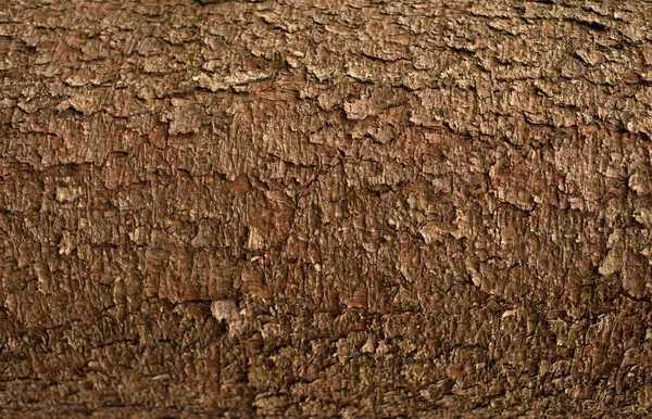 Embossed Texture Bark Fir Photo Fir Tree Texture Green Moss — Stockfoto