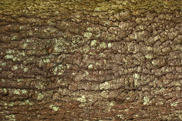 Embossed Texture Bark Fir Photo Fir Tree Texture Green Moss — Stock fotografie