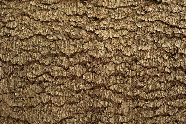 Embossed Texture Bark Fir Photo Fir Tree Texture Green Moss — Foto Stock