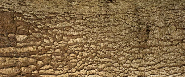 Embossed Texture Bark Fir Photo Fir Tree Texture Green Moss — Fotografia de Stock