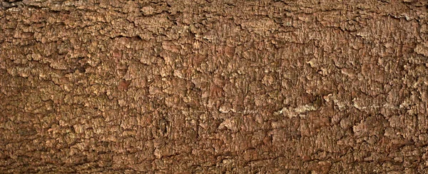 Embossed Texture Bark Fir Panoramic Photo Fir Tree Texture — Stockfoto