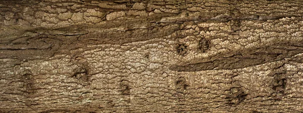 Fenyő Kérgének Dombornyomásos Textúrája Panoráma Fénykép Fenyőfa Szerkezetéről — Stock Fotó